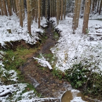 Wald