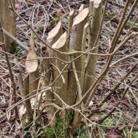 Biberbaum II