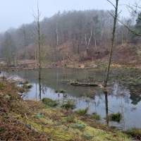 Biberteich II