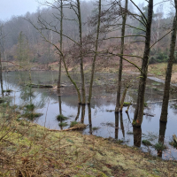 Biberteich III