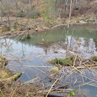 Biberteich